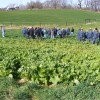 Cover Crop Meetings Scheduled February-March 2013 Looking at cover crop plot in Southern Illinois