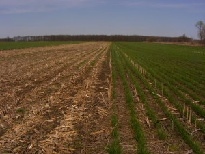 Cover crops provide living roots for "the rest of the year" after the cash crop is harvested.