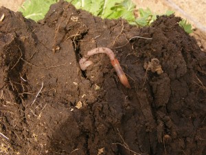 Earthworms thrive in many cover crop species