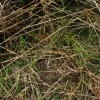 Is Annual Ryegrass a weed – part 2 ARg in soybeans 013
