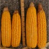 Cover Crops and Manure are a Great Combination Manure was captured by the annual ryegrass cover crop and was available for the following year's corn crop.