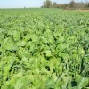 Cover Crop and Forage Meeting Aug 14, 2013 mixed photos2 058