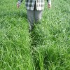 Formula for Killing Tall Annual Ryegrass KY Forages April 2011 041