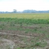 Prevented planting and cover crops- Risk Management Agency rules Many acres were never planted into row crops in Indiana, Ohio, Michigan and other states in 2011.