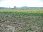 Many acres were never planted into row crops in Indiana, Ohio, Michigan and other states in 2011.