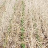 Photo Diary – Soybeans planted into a Cereal Rye cover crop DSC_0392