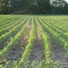 Do Cover Crops Hinder Corn Population? Corn Planted into "Forager Mix" - a mix of Oats, Cereal Rye, and Appin Turnips
