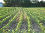 Corn Planted into "Forager Mix" - a mix of Oats, Cereal Rye, and Appin Turnips