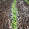 Photo diary- Corn after a cover crop (after corn) No-Till Corn on Corn planted into Oats and AU Robin Crimmson Clover