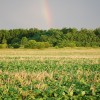 Photo Diary – Soybeans planted into a Cereal Rye cover crop- part 2 No-Till Soybeans planted into Cereal Rye 7-1-11