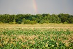 No-Till Soybeans planted into Cereal Rye 7-1-11