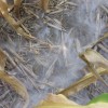 66″ No-Till Corn Roots Following Cover Crops 937_0757