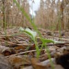 Cover Crops aerial applied into soybeans and corn…any difference in emergence time? DSCN3963