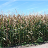 Cover Crop Cereal Rye: Is there a (bad) connection with Goss’s Wilt in corn? Goss's Wilt
