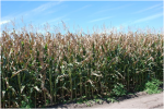 Goss's Wilt