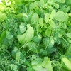 Cover crops for gardens – and my wife, the cover cropping queen! DSCN3997