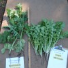 Cover Crop Radish Research reveals interesting data and information DSCN4150