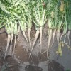 Planting cover crop radishes with wheat? How do you plant them? DSCN4182