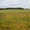 When to apply cover crops into soybeans This field was aerial applied on September 16. It was approxiamtely 50% yellow leaf. The beans were planted in 7" rows. The cover crops in this field look very good.