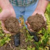 Nutrient Scavenging Cover Crops – How much good are they doing? It depends. Not only does the crimson clover add nitrogen to the soil it also greatly enhances the soil structure. The soil on the right came from where there was only radishes planted. The soil on the left had crimson clover and radishes mixed together.