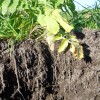 Short Cover Crops Put Down Deep Roots These cover crops were flown into a seed corn field in NW Indiana and both the radish and annual ryegrass had roots over 20" deep.