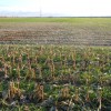 The Importance of Sunshine in Cover Crop Establishment This photo taken November 22, 2011 shows cover crops flown into corn, a 3.4 maturity soybean (center), aqnd a 3.0 maturity soybean (top). The same cover crop was flown into all three sections on the same passes of the plane. The difference...Sunlight getting to the soil.