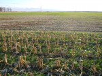 This photo taken November 22, 2011 shows cover crops flown into corn, a 3.4 maturity soybean (center), aqnd a 3.0 maturity soybean (top).  The same cover crop was flown into all three sections on the same passes of the plane.  The difference...Sunlight getting to the soil.