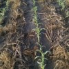 Are Cover Crops Profitable to the Farmer? Establishing the row crop into a cover crops is vital for success. Very rarely do I see this as a problem as farmers do a great job of "precision planting" corn and soybeans.