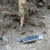 Cover Crops Enhance Water Infiltration/Percolation Constriction on radish began at around 3 inches deep