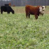 Grazing Cover Crops Cattle grazing Forager Mix