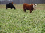 Cattle grazing Forager Mix Cattle grazing Forager Mix