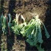 Cover Crop Turnips – A Good Choice Over Radishes? These three brassica types were collected from a Loundonville, OH farm in the fall. Pasja Hybrid Brassica (L); GroundHog Cover Crop Radish (C); and Appin Turnip (R). Note the difference in tops versus tubers.