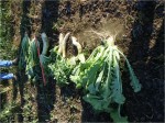 Brassica types Ayres Farms - Fall 2010 These three brassica types were collected from a Loundonville, OH farm in the fall. Pasja Hybrid Brassica (L); GroundHog Cover Crop Radish (C); and Appin Turnip (R). Note the difference in tops versus tubers.