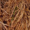 Killing Cover Crop Annual Ryegrass – How Are We Doing? This green leaf tells us that the plant is not entirely dead. While we may have a 99% kill this plant will end up producing seed if it is not terminated.