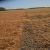 NRCS Cover Crop Termination Guidelines Non-Irrigated Cropland Annual ryegrass on the left and cereal rye on the right. Look at the massive amount of cover on the annual ryegrass!