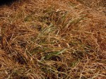 This Annual Ryegrass plant was almost killed.  But almsot is NOT good enough!