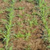 Terminating Cover Crops – Use Residual Herbicide Radishes growing in corn