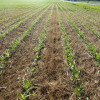 Results of Farmer Cover Crop Survey Conducted by SARE and CTIC Corn planted into annual ryegrass cover crop