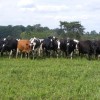 Cover Crops for Fall and Winter Grazing Many producers report that their cattle produce more milk when grazing BMR Sudangrass or BMR Sorghum Sudangrass.