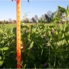 Austrian Winter Peas Austrian Winter Peas
