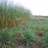 Harvesting Cover Crops for Emergency Fall Forage Oats and Rye planted in August show the value of Oats as a fall forage. The Rye was tall in the spring and the oats were dead.