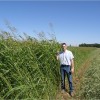 Summer Annual Grasses for Cover Crops for Prevented Planting Acres Sudangrass can get quite tall and yield a plenty if managed well.