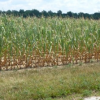 Now Archived and available: Cover Crop Webinar: Securing Unused Nitrogen in a Drought Year There are thousands of acres across the Midwest that have been hurt by the drought in 2012. There is also a significant amount of Nitrogen left in the soil after such a dry year. Cover crops can help sequester N and during the Webinar we will discuss how much N you might expect to secure.