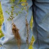 Inoculating Cover Crop Legumes Pays Off Inoculated peas are significantly better at producing nitrogen