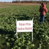 Cover Crops in Noble County, Indiana 2012 Noble County Test Plots Peas and Radish