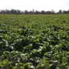 Cover Crop Survey 2012.10.24 Radish and Peas Stueben County IN