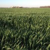 Cover Crops and Prevented Plant Information Guidance 2012.10.25 Oats Cover Crop Kosciusko County IN 2