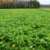Cover Crops and Bears? This cover crop plot near Coleman, WI had beautiful radishes with large tubers - and thankfully NO bears!