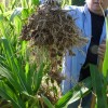Followup in On-Farm Cover Crop Trial Don Robison holding up a corn plant from the cover crop plot area that had Austrian Winter Peas and Radishes.