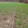 Cover Crops Planted After Wheat in a Dry Year From Right to left; Radishes, Oats, Winter Rye, and various mixes. Are these cover crops valuable? I believe so because they are through the compaction zone and the rye and many of the mixes will have components that survive the winter.